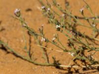 Eremobium aegyptiacum Km 169, Awsard Road N3, Western Sahara, Morocco 20180221_0145