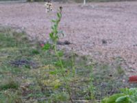 Eruca vesicaria Bomhögsgatan 2, Bunkeflostrand, Malmö, Skåne, Sweden 20190326_0001