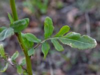 Eruca vesicaria Bomhögsgatan 2, Bunkeflostrand, Malmö, Skåne, Sweden 20190326_0009