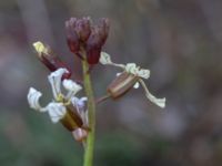 Eruca vesicaria Bomhögsgatan 2, Bunkeflostrand, Malmö, Skåne, Sweden 20190326_0015