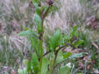 Eruca vesicaria Bomhögsgatan 2, Bunkeflostrand, Malmö, Skåne, Sweden 20190326_0017