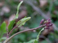 Eruca vesicaria Bomhögsgatan 2, Bunkeflostrand, Malmö, Skåne, Sweden 20190326_0019