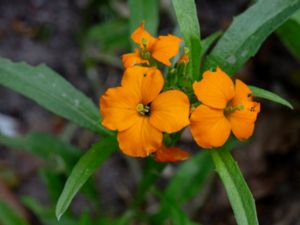 Erysimum cheiri - Wallflower - Gyllenlack