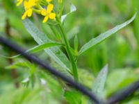 Erysmium strictum Visselvägen, Lund, Skåne, Sweden 20200523_0069