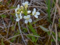 Eutrema edwardsii Coffee Dome, Nome, Alaska, USA 20140620_1125