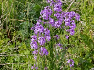 Hesperis pycnotricha - Rysshesperis