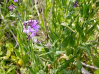 Hesperis pycnotricha Kalkstad-Lenstad, Mörbylånga, Öland, Sweden 20150606_0167