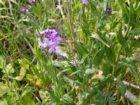 Hesperis pycnotricha Kalkstad-Lenstad, Mörbylånga, Öland, Sweden 20150606_0168