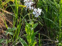 Hesperis pycnotricha Scoutstugan, Bunkeflo strandängar, Malmö, Skåne, Sweden 20170606_0013