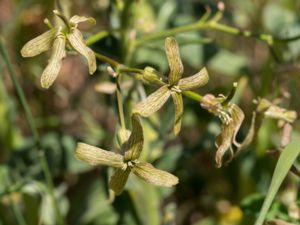 Hesperis tristis - Sorgört