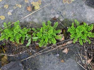 Hornungia petraea - Rock Hutchinsia - Stenkrassing