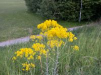 Isatis tinctoria Banvallen NE dammen, Ribersborg, Malmö, Skåne, Sweden 20180518_1