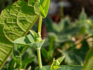 Lactuca sativa - Lettuce - Sallat