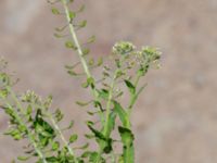 Lepidium campestre 1.85 km WSW Kastlösa kyrka, Mörbylånga, Öland, Sweden 20190609_0205