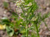 Lepidium campestre Kämnärsvägen, Lund, Skåne, Sweden 20200530_0030