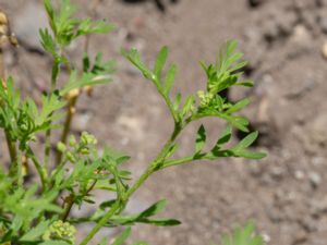 Lepidium didymum - Lesser Swine-cress - Hamnkrassing