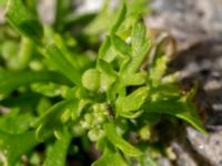 Lepidium didymum Baltzarsgatan 1, Malmö, Skåne, Sweden 20190806_0055