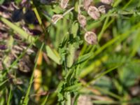 Lepidium heterophyllum Kulla Gunnarstorp, Helsingborg, Skåne, Sweden 20170709_0214