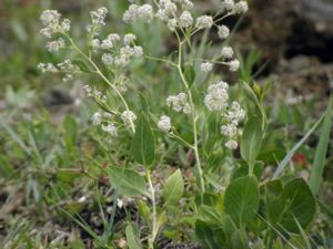 Lepidium latifolium - Dittander - Bitterkrassing