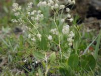 Lepidium latifolium Tygelsjö ängar, Malmö, Skåne, Sweden 20050714 006