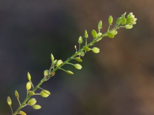 Lepidium ruderale - Narrow-leaved Pepperwort - Gatkrassing