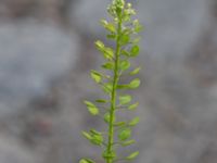 Lepidium virginicum Kalkbrottsgatan 9, Limhamn, Malmö, Skåne, Sweden 20210704_0104