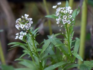 Lobularia maritima - Sweet Alyssum - Strandkrassing