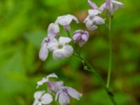 Lunaria rediviva Alunbruket, Andrarum, Tomelilla, Skåne, Sweden 20240606_0060