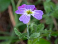 Malcolmia maritima Ärtholmsvägen, Malmö, Skåne, Sweden 20230912_0019