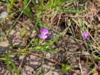 Malcolmia maritima Scaniaparken, Malmö, Skåne, Sweden 20190520_0016