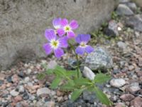 Malcolmia maritima Spårvägen, Malmö, Skåne, Sweden 20200916_0060