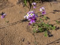 Malcolmia triloba Oued Massa, Morocco 20180224_0226