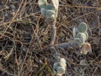 Matthiola odoratissima Olenovka, Crimea, Russia 20150911_0182