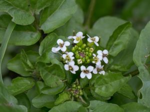 Nasturtium officinale - Water-cress - Källfräne