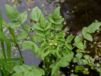 Nasturtium officinale Dalabadet, Trelleborg, Skåne, Sweden 20150628_0088