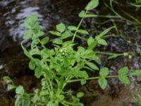 Nasturtium officinale Dalabadet, Trelleborg, Skåne, Sweden 20150628_0101