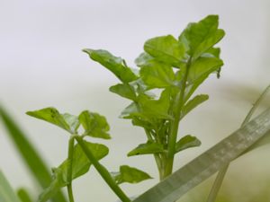 Nasturtium x sterile - Brown Watercress - Vinterfräne