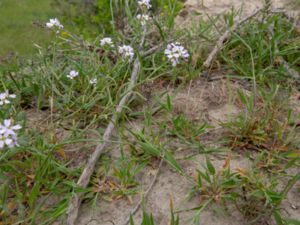 Neotorularia contortuplicata