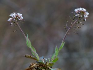 Noccaea caerulescens - Alpine Penny-cress - Backskärvfrö