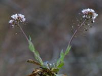 Noccaea caerulescens ssp. caerulescens Ölands norra udde, Borgholm, Öland, Sweden 20160409_0038