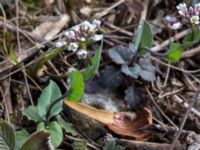 Noccaea perfoliata Skeppssättningen, Borgholm, Öland, Sweden 20160409_0185