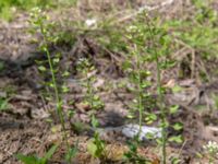 Noccaea perfoliatum Ananuri, Mtskheta-Mtianeti, Georgia 20180426_3302