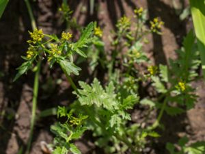 Rorippa palustris - Bog Yellowcress - Sumpfräne