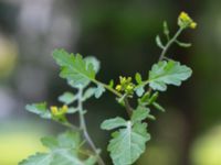 Rorippa palustris Botaniska trädgården, Lund, Skåne, Sweden 20180816_0048