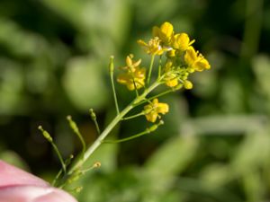 Rorippa x anceps - Prostrate Yellowcress - Mälarfräne