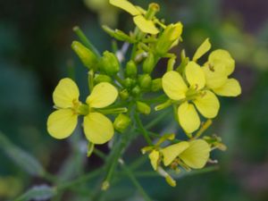 Sinapis alba - White Mustard - Vitsenap