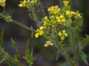 Sisymbrium loeselii - False London Rocket - Borstsenap