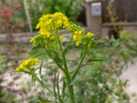 Sisymbrium loeselii Sagaredzjo, Imeretien, Georgia 20180428_3134