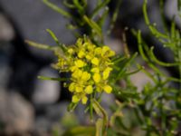 Sisymbrium loeselii Sege å Spillepengsgatan, Malmö, Skåne, Sweden 20190806_0023