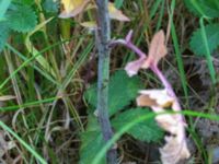 Sisymbrium officinale Ribersborg, Malmö, Skåne, Sweden 20190518_0144